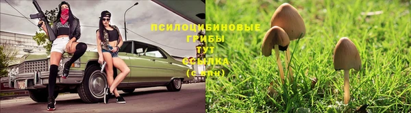 шишки Аркадак